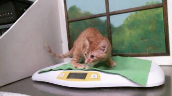 JACKLANTERN -  Domestic Medium Hair and Domestic Short Hair Cat for Adoption in Houston, Texas - JACKLANTERN | PetCurious
