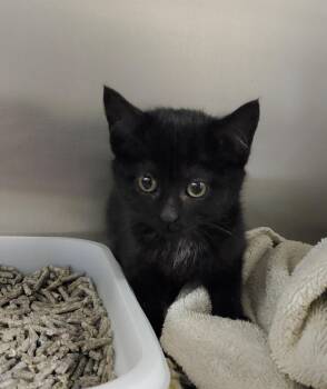 Rescue Domestic Short Hair Cats for Adoption in Zimmerman, Minnesota - Deloris | PetCurious