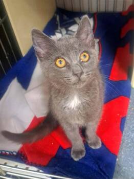 PLOP -  Domestic Short Hair Cat for Adoption in Easton, Maryland - PLOP | PetCurious
