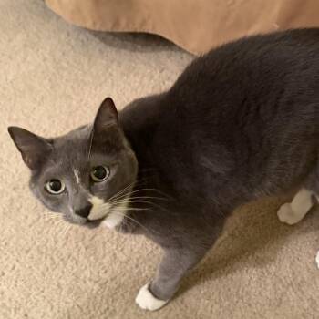 Domestic Short Hair Cats Available for Adoption in West Palm Beach, Florida - Lacy | PetCurious