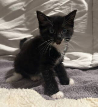 Rescue Domestic Medium Hair Cats for Adoption in Tacoma, Washington - Violet | PetCurious