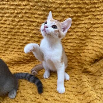 Tamago -  Domestic Short Hair Cat for Adoption in Los Angeles, California - Tamago | PetCurious