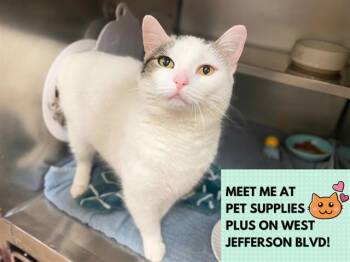 Domestic Short Hair Cats Available for Adoption in Fort Wayne, Indiana - AMEREY | PetCurious