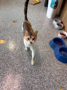Undie -  Domestic Short Hair Cat for Adoption in Lenexa, Kansas - Undie | PetCurious