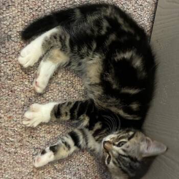 Dodo -  Domestic Medium Hair Cat for Adoption in Ferndale, Washington - Dodo | PetCurious