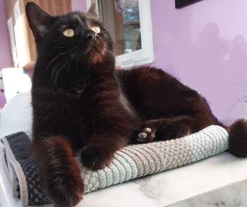 Domestic Short Hair Cats Available for Adoption - Shiloh * IN FOSTER * | PetCurious