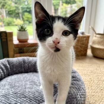 Scampi 1083 -  Domestic Short Hair Cat for Adoption in Boca Raton, Florida - Scampi 1083 | PetCurious