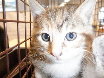 Domestic Short Hair Cats Available for Adoption in San Jose, California - DORY | PetCurious