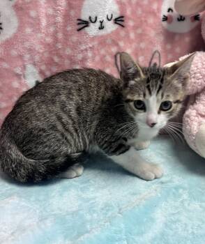 Kitty -  Domestic Short Hair Cat for Adoption in Nacogdoches, Texas - Kitty | PetCurious