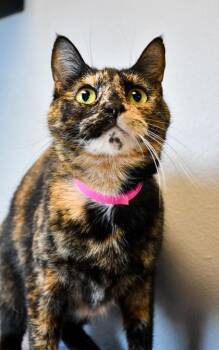 Domestic Short Hair Cats Available for Adoption in Yakima, Washington - Abaddon | PetCurious