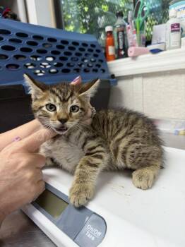 McFly -  Domestic Short Hair Cat for Adoption in Pomona, New York - McFly | PetCurious