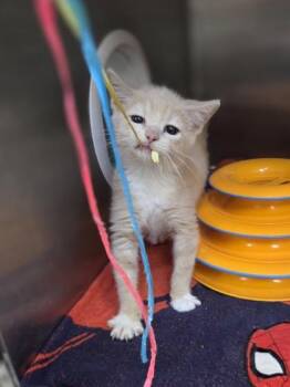 Hay Stack -  Domestic Short Hair Cat for Adoption in Westland, Michigan - Hay Stack | PetCurious