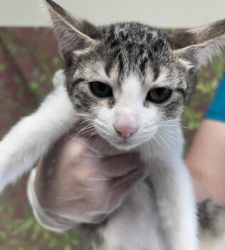 Teeny -  Domestic Short Hair Cat for Adoption in San Antonio, Texas - Teeny | PetCurious