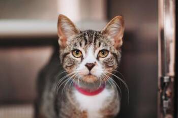 93364A Toast-PetSmart North Charleston -  Domestic Short Hair Cat for Adoption in North Charleston, South Carolina - 93364A Toast-PetSmart North Charleston | PetCurious