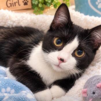 Mittens -  Domestic Short Hair Cat for Adoption in Richmond, Virginia - Mittens | PetCurious