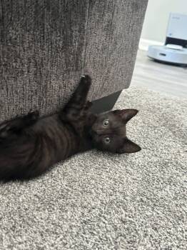 Nebula Jones -  Domestic Short Hair Cat Available for Adoption in Clarksville, Tennessee - Nebula Jones | PetCurious