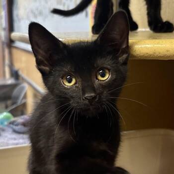 Toodles -  Domestic Short Hair Cat for Adoption in Sonora, California - Toodles | PetCurious