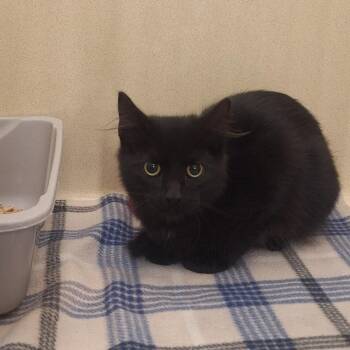 Domestic Medium Hair Cats Available for Adoption - Harpee | PetCurious