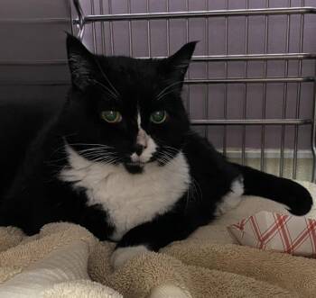 Tah-Tah -  Domestic Short Hair Cat for Adoption in Vancouver, Washington - Tah-Tah | PetCurious