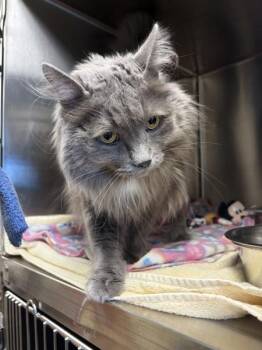 Scruffy -  Domestic Long Hair Cat Available for Adoption in Black Eagle, Montana - Scruffy | PetCurious
