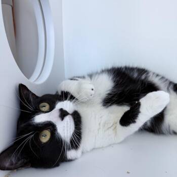 Domestic Short Hair Cats Available for Adoption in Warwick, Rhode Island - Zuki | PetCurious