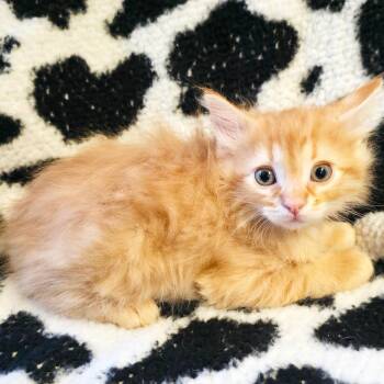 Satsuma -  Domestic Short Hair Cat Available for Adoption in Mt. Juliet, Tennessee - Satsuma | PetCurious