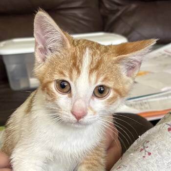 Yuzu -  Domestic Short Hair Cat for Adoption in Grantsville, Utah - Yuzu | PetCurious