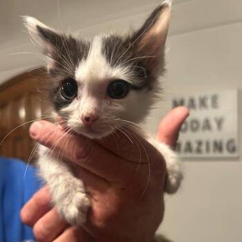 Domestic Medium Hair Cats Available for Adoption - Arizona | PetCurious