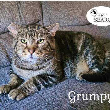 Rescue Domestic Short Hair Cats for Adoption in Washington, Pennsylvania - Grumpy | PetCurious