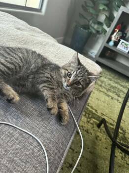 Domestic Short Hair Cats Available for Adoption - Velour | PetCurious