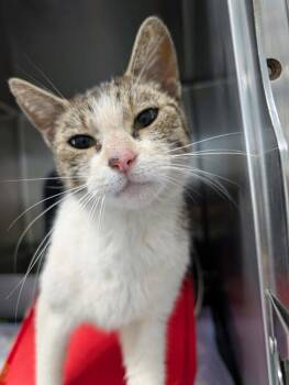 Domestic Short Hair Cats Available for Adoption in Rustburg, Virginia - RosaMay - At Shelter | PetCurious