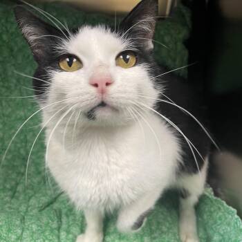 Ozzy -  Domestic Short Hair Cat for Adoption in Edinburg, Virginia - Ozzy | PetCurious