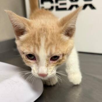 Applepie -  Domestic Short Hair Cat for Adoption in Yuma, Arizona - Applepie | PetCurious