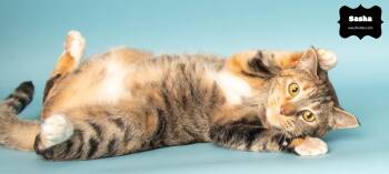 Rescue Domestic Short Hair Cats for Adoption in Wyandotte, Michigan - SASHA | PetCurious