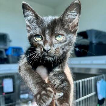 Grizzly -  Domestic Short Hair Cat for Adoption in Matteson, Illinois - Grizzly | PetCurious