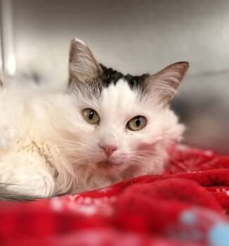 Rescue Domestic Long Hair Cats for Adoption in Cumberland, Maine - Maggie | PetCurious