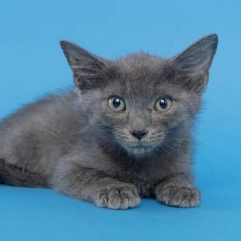 Buddy -  Domestic Short Hair Cat for Adoption in Franklin, Tennessee - Buddy | PetCurious