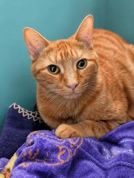 Louie -  American Shorthair Cat for Adoption in Westwood, New Jersey - Louie | PetCurious