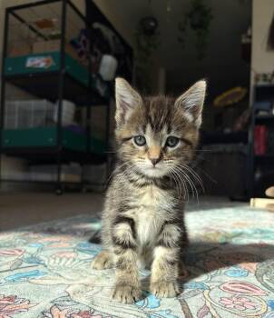 Otto -  Domestic Short Hair Cat for Adoption in Philadelphia, Pennsylvania - Otto | PetCurious