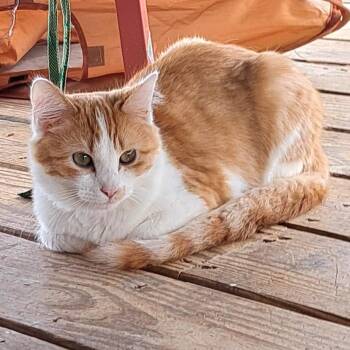 Domestic Medium Hair Cats Available for Adoption - Susie Q | PetCurious