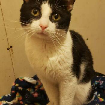 Domestic Short Hair Cats Available for Adoption - Gotwalt | PetCurious