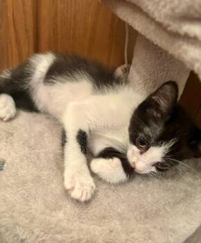 Domestic Short Hair Cats Available for Adoption in Green Valley, Arizona - Cookie | PetCurious