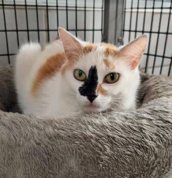 Rescue Domestic Short Hair Cats for Adoption in Canfield, Ohio - MOLLY | PetCurious