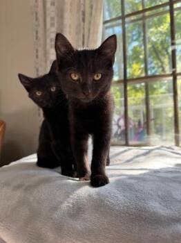 Amelia -  Domestic Short Hair Cat for Adoption in Mokena, Illinois - Amelia | PetCurious