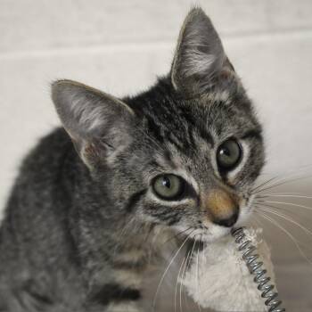Lily Monster (Haven) -  Domestic Short Hair Cat for Adoption in Waynesboro, Pennsylvania - Lily Monster (Haven) | PetCurious