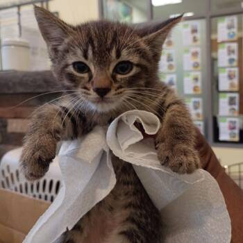 Chu-Chu -  Domestic Short Hair Cat for Adoption in Lynchburg, Virginia - Chu-Chu | PetCurious