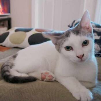 Elvis -  Domestic Short Hair Cat for Adoption - Elvis | PetCurious