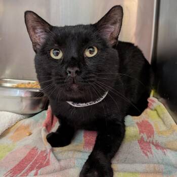 Faulkner -  Domestic Short Hair Cat for Adoption in Birmingham, Alabama - Faulkner | PetCurious