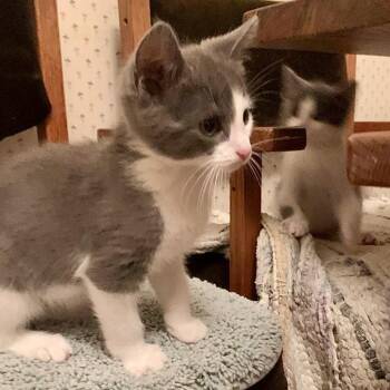 Jasper (bonded w/ Artemis) -  Domestic Short Hair Cat for Adoption in Oakland, California - Jasper (bonded W/ Artemis) | PetCurious