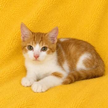 Sammy -  Domestic Short Hair Cat for Adoption in Tucson, Arizona - Sammy | PetCurious